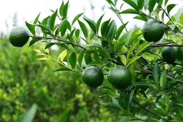 專注新會(huì)小青柑普茶，倡導(dǎo)有品生活的摯調(diào)，成功制勝海外市場
